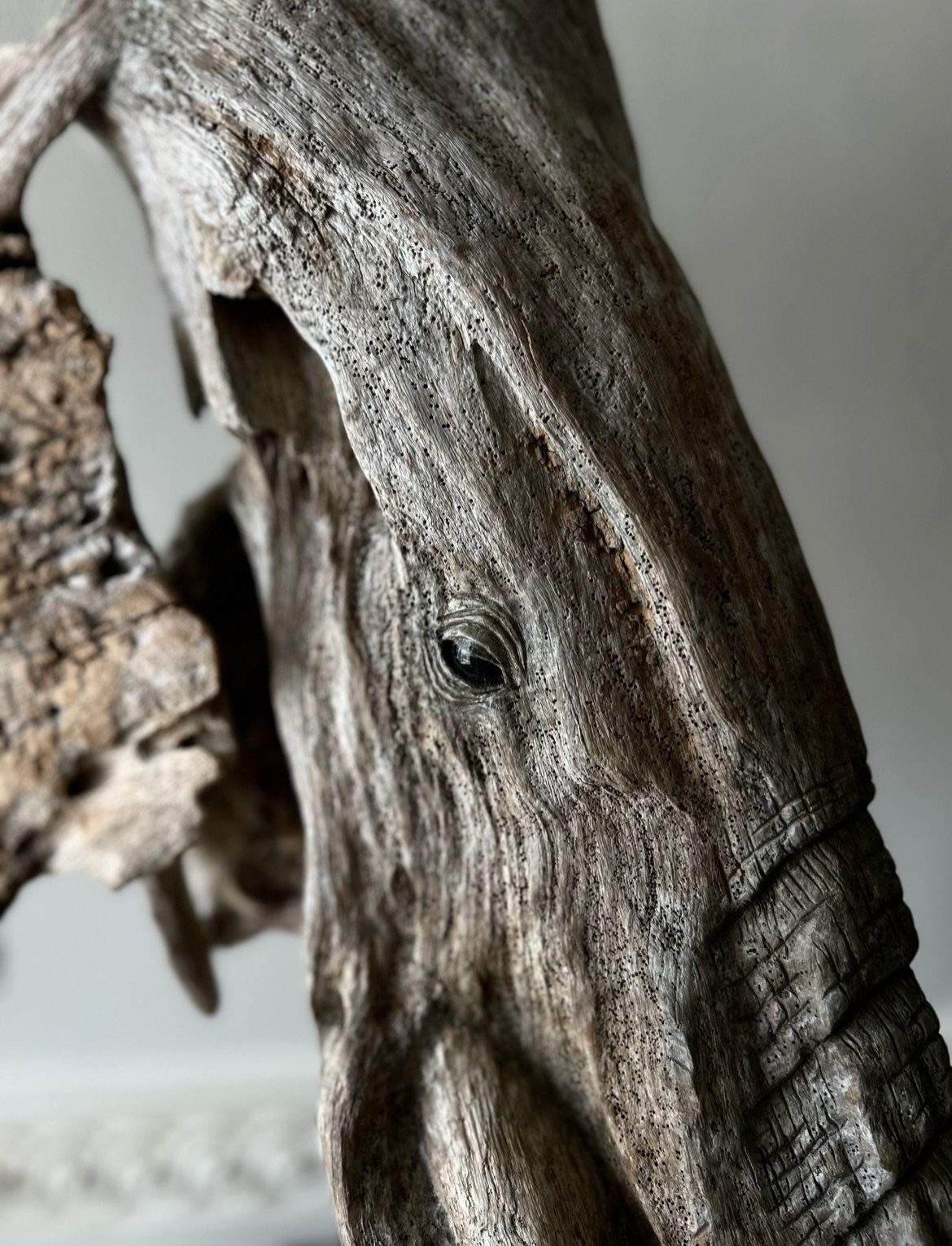 Elephant head carving sculpted from weathered grey-brown driftwood with detailed eye and texture.