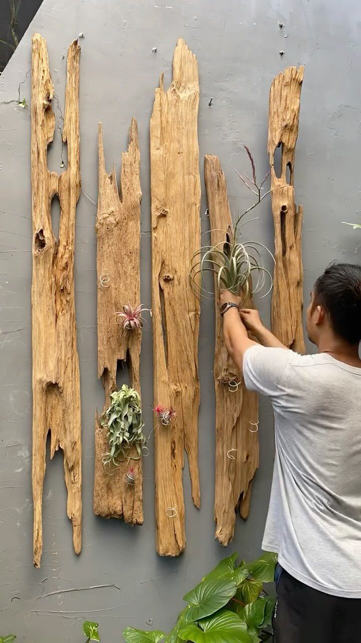 Man attaching air plants to vertical driftwood planks mounted on a grey wall.