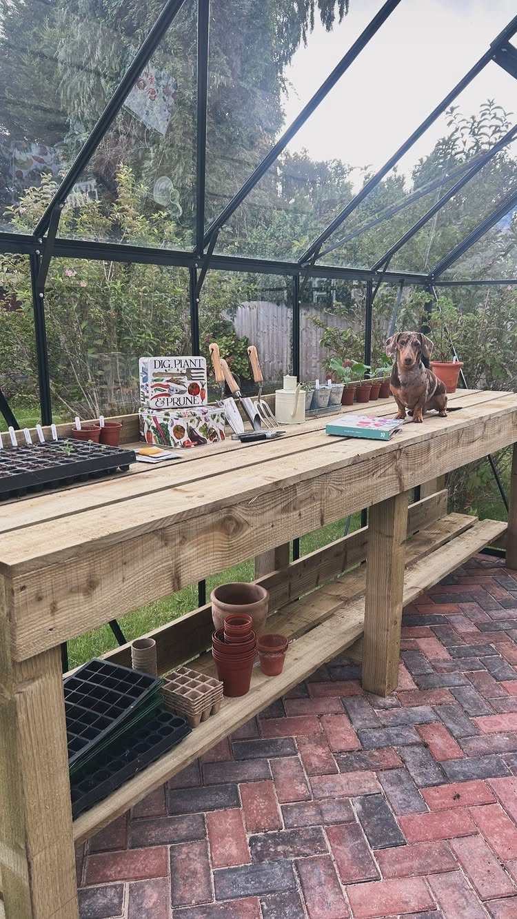 Wooden potting bench with gardening supplies and a dachshund dog inside a glass greenhouse.