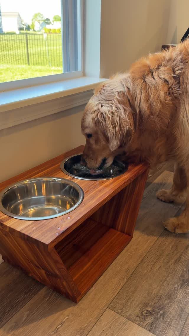 Golden retriever drinking from a metal bowl in a raised wooden dog bowl stand.