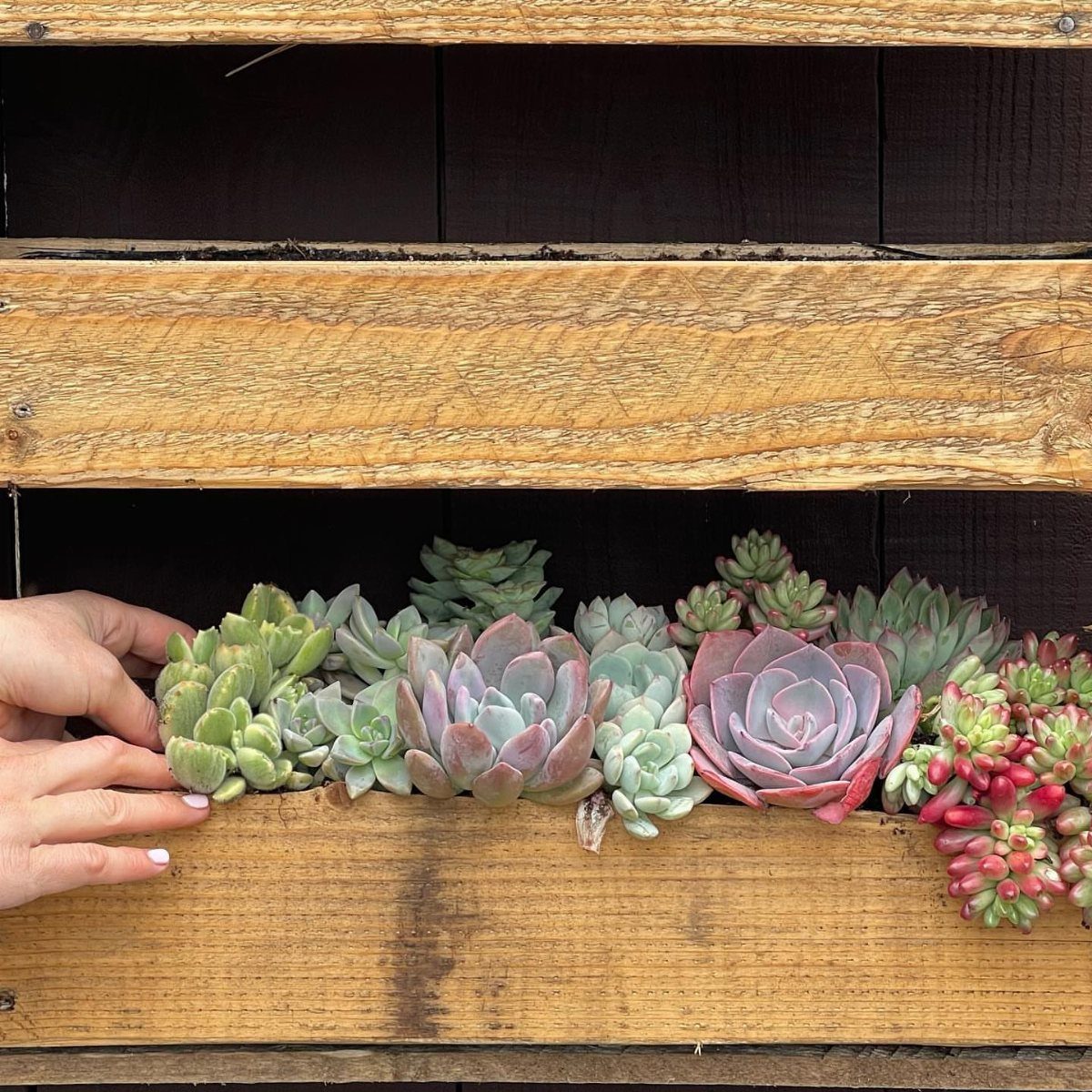Succulents planted in a rustic wooden wall planter box with a hand touching them.