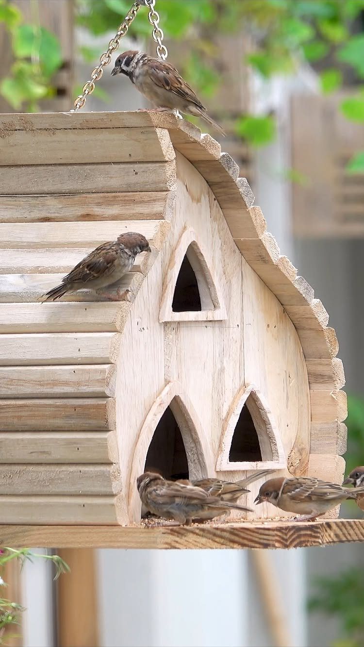 Wooden birdhouse with gothic arches and small brown sparrows perched on it.