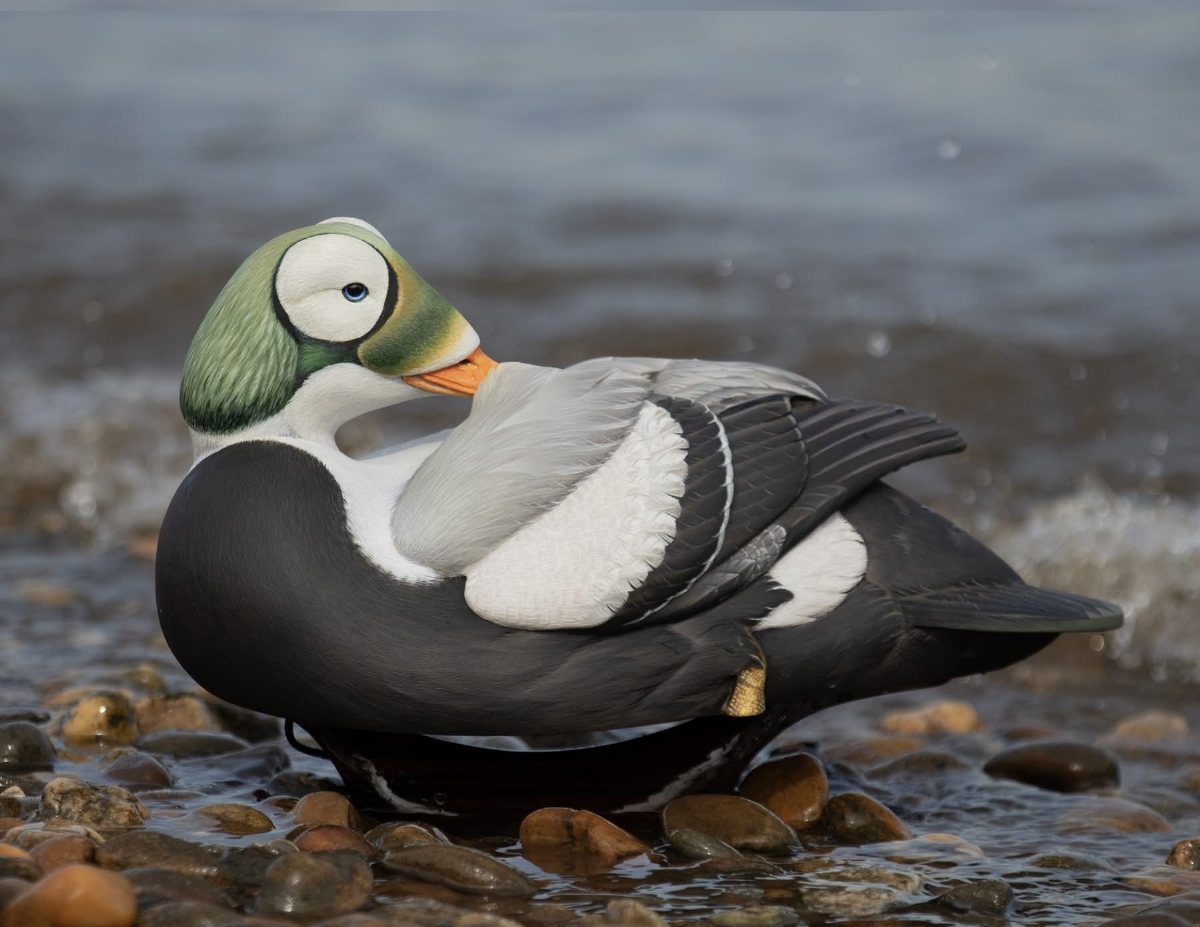 7 Ideas for Wooden Duck Carving, From Decoys to Flight Poses 1 Painted wooden duck decoy with glass eyes resting on a rocky shoreline